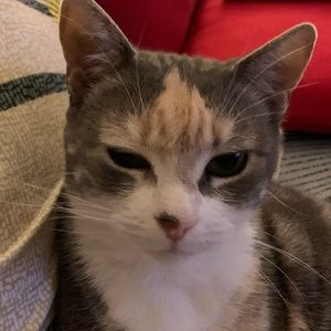 Meet your Posher, Justine